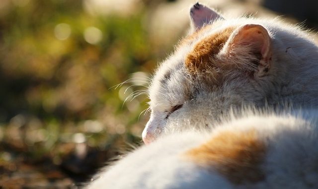 質の良い睡眠を手に入れるための栄養と食事の重要性