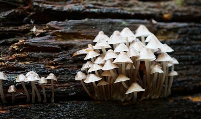 食用きのこの毒素と安全な食べ方：知られざる注意点と対処法
